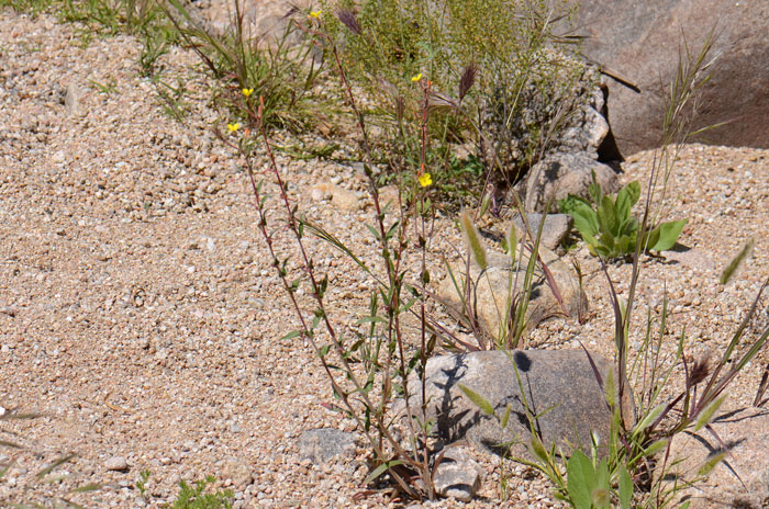 Miniature Suncup grows up to 20 inches or more, note that the upper most narrow leaves become smaller toward the top of the plant. This species prefers elevations below 4,500 feet, much lower (1,000 to 2,500) in California. Camissonia micrantha